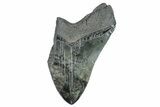 Partial Fossil Megalodon Tooth - Serrated Blade #277392-1